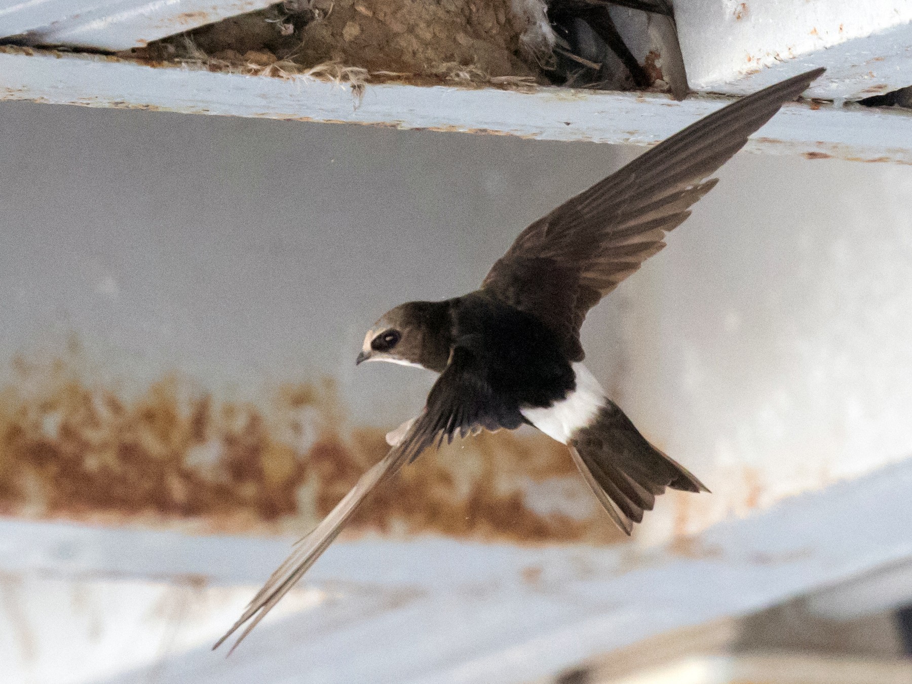 House Swift